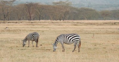 D3_321 Plains Zebra.jpg