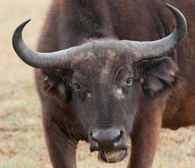 D3_330 Young African Cape Buffalo.jpg