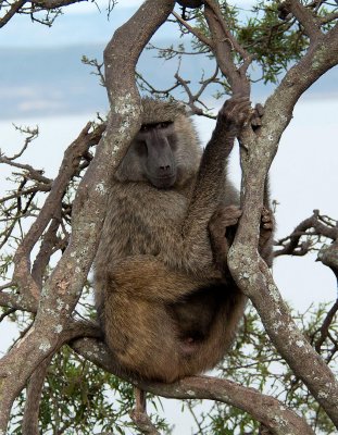D3_351 Male Savanna Baboon.jpg