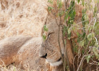 D3_354 Male Lion.jpg