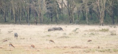 D3_370 Black Rhino and calf.jpg