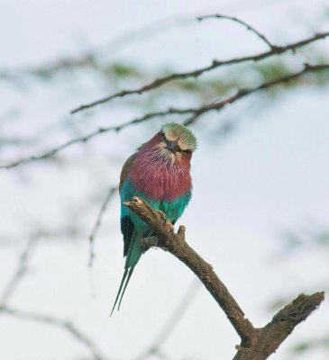 D3_401 Lilac Breasted Roller.jpg