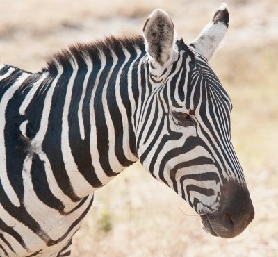 D3_413 Plains Zebra.jpg