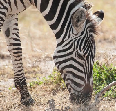 D3_415 Plains Zebra.jpg