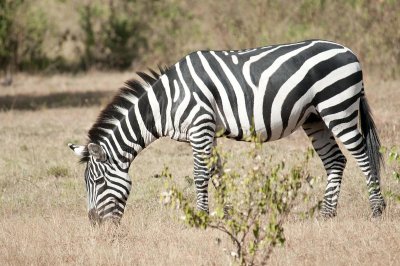 D3_417 Plains Zebra.jpg