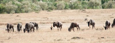 D3_414 Wildebeest.jpg
