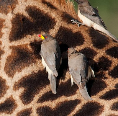 D3_422 Yellow billed Oxpepper.jpg