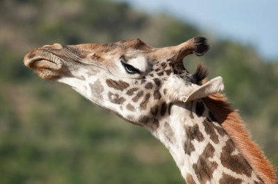 D3_425 Old Reticulated Giraffe.jpg