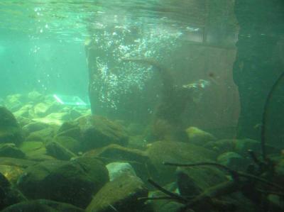 diving