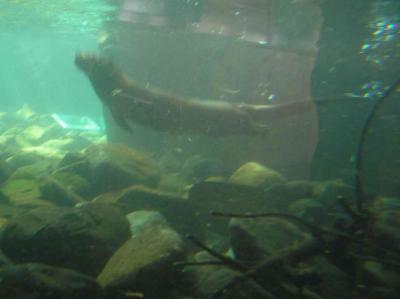 and swimming