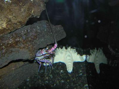 and a purple lobster
