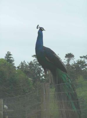 and more peacocks