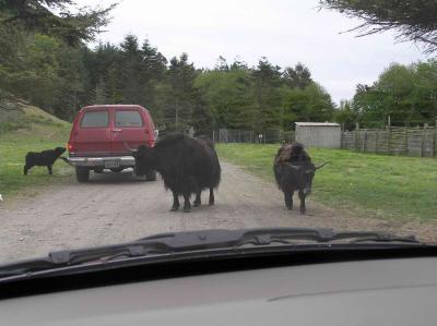 what to do when a yak crosses the road?