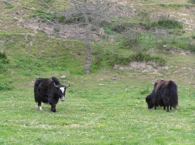 more yak in the field