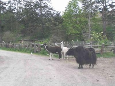 and some with yaks