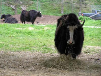 this one is eating hay