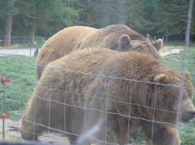 these guys were really good.  they caught the bread with their mouths