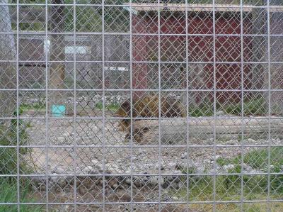 big lion, but he looked cold