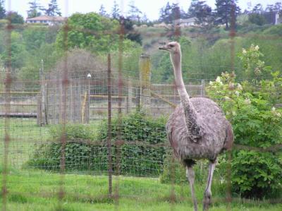 and that awful ostrich