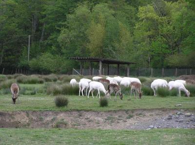 more white deer