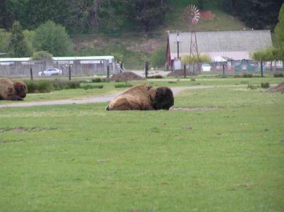 and sleep in the field