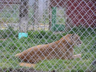 mountain lions!