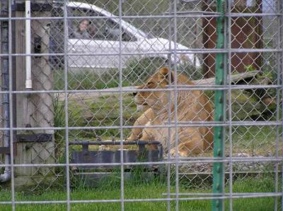 mama lion again