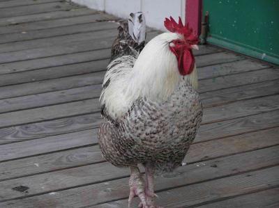 or is this a rooster?