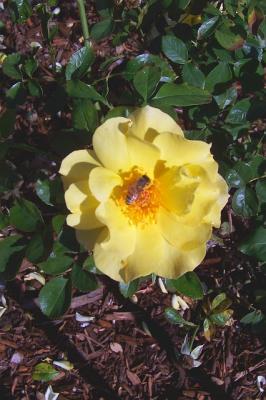 RoseBee.jpg