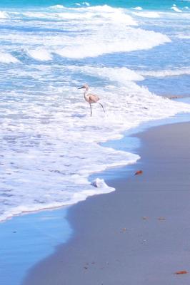 PalmBeachWavesBird.jpg