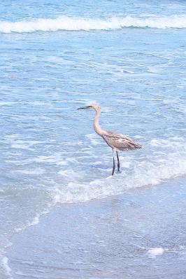 PalmBeachWavesBird1.jpg