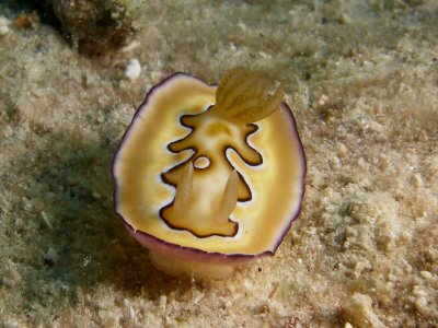 Chromodoris coi2.JPG