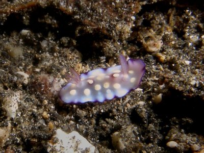 Chromodoris hintuanensis1.JPG