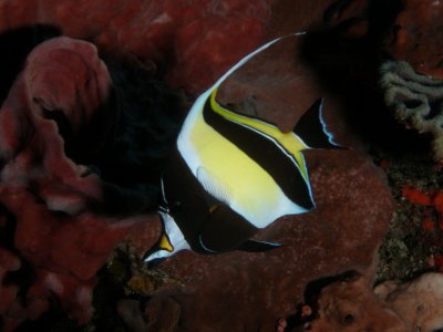 Moorish idol1.JPG