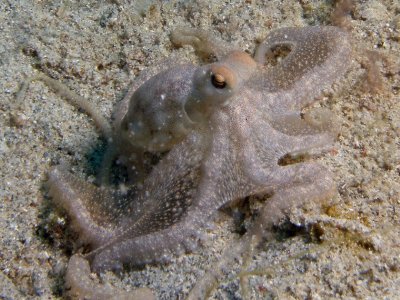 Octopus2.JPG