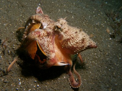 Kokosnoot-octopus1.JPG