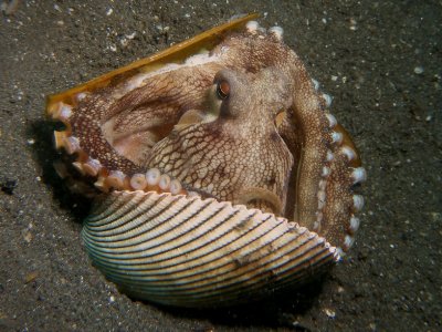 Kokosnoot-octopus2.JPG