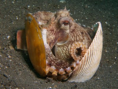 Kokosnoot-octopus4.JPG