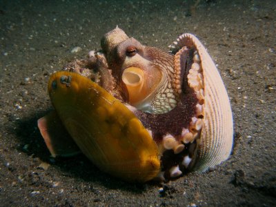 Kokosnoot-octopus6.JPG