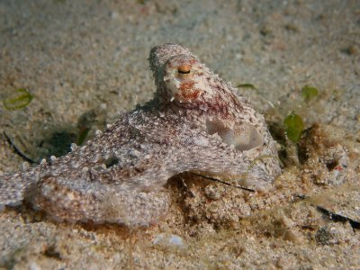Octopus4.JPG