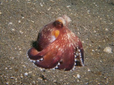 Octopus5.JPG
