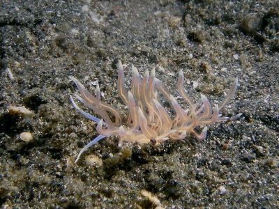 Phyllodesmium karenae1.JPG