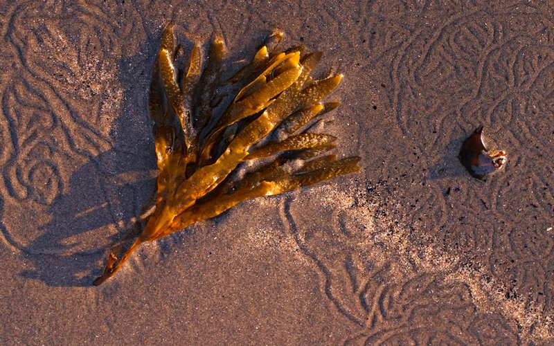 Seaweed & snailtrails