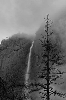 Yosemite Falls w/ Pine