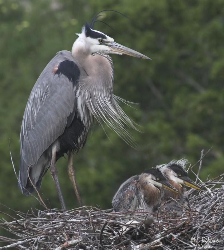 Nest 2 Chicks