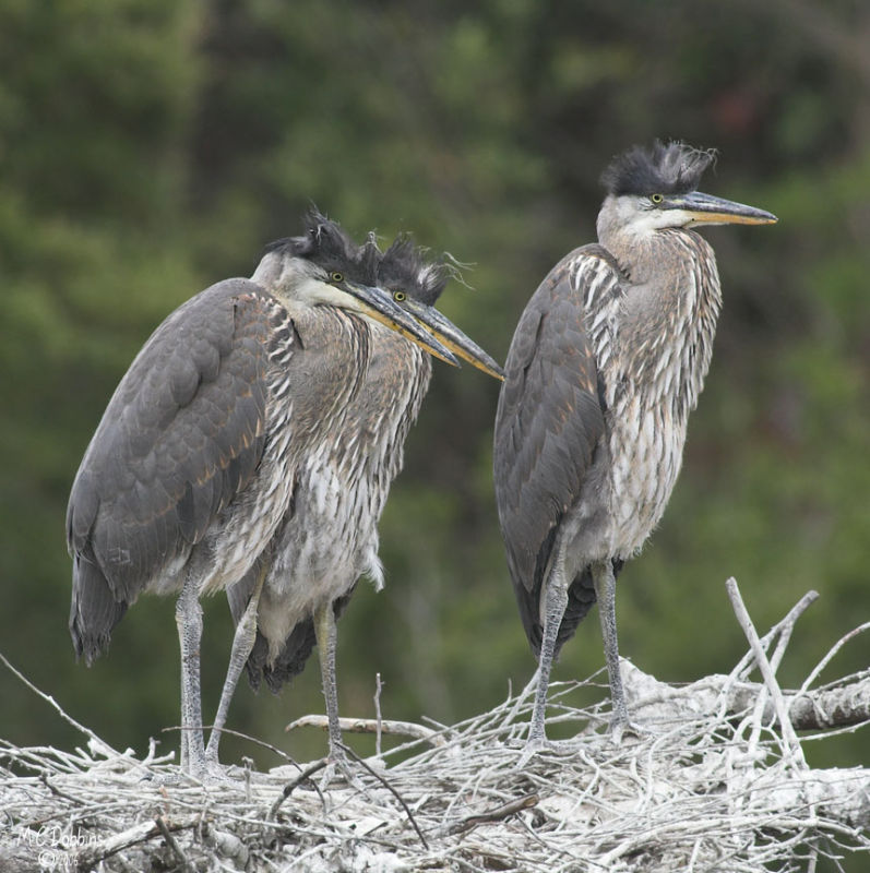 Nest 2 Chicks