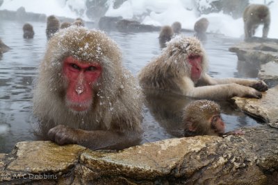 Japan 2011 -- Snow Monkeys