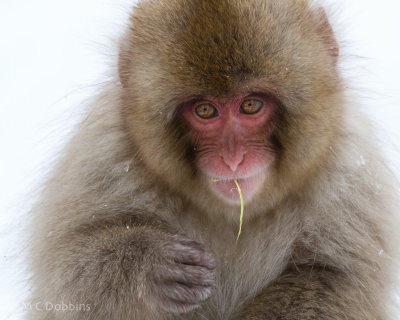 Japan 2011 -- Snow Monkeys