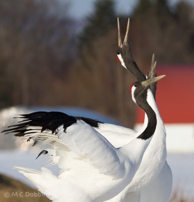 JapanCranes-10.jpg