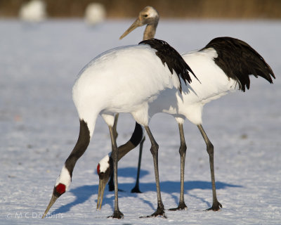 JapanCranes-19.jpg